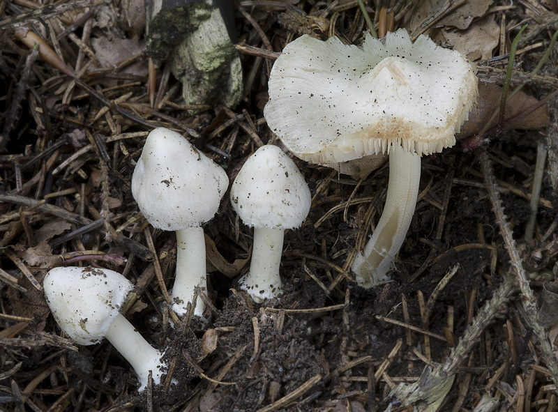 Inocybe umbratica